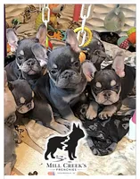 AKC Clyde-Blue and Tan, a male French Bulldog for sale in Taylorsville, NC – Photo 3 of 10