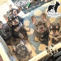 AKC Clyde-Blue and Tan, a male French Bulldog for sale in Taylorsville, NC – Photo 4 of 10