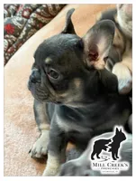 AKC Clyde-Blue and Tan, a male French Bulldog for sale in Taylorsville, NC – Photo 10 of 10