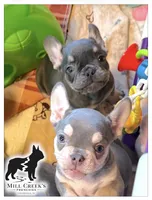 AKC Clyde-Blue and Tan, a male French Bulldog for sale in Taylorsville, NC – Photo 3 of 5