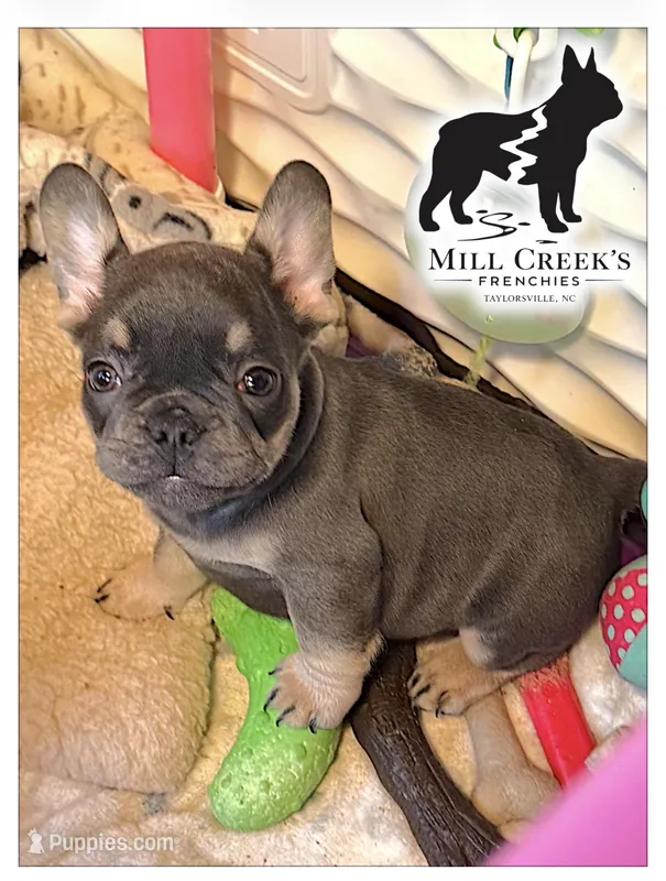 AKC Clyde-Blue and Tan – French Bulldog puppy for sale in Taylorsville, NC