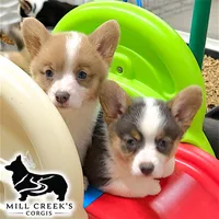 AKC Juniper Full Tail, a female Pembroke Welsh Corgi for sale in Taylorsville, NC – 2 of 7