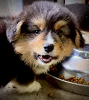 AKC Larry- fluffy RHT with natural tail, a male Pembroke Welsh Corgi for sale in Taylorsville, NC – 7 of 10