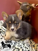 AKC Jasper, a male Pembroke Welsh Corgi for sale in Taylorsville, NC – 2 of 10