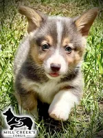 AKC Ralphie, a male Pembroke Welsh Corgi for sale in Taylorsville, NC – 6 of 10