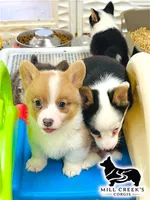 AKC Spice, Full Tail, a female Pembroke Welsh Corgi for sale in Taylorsville, NC – 6 of 10