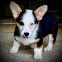 AKC Ruth, a female Pembroke Welsh Corgi for sale in Taylorsville, NC – 5 of 9