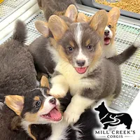 AKC Tinsley, full tail, a female Pembroke Welsh Corgi for sale in Taylorsville, NC – 5 of 6