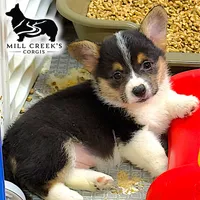 AKC Rollo, Full Tail, a male Pembroke Welsh Corgi for sale in Taylorsville, NC – 1 of 10