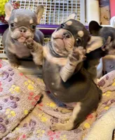 AKC Cooper, a male French Bulldog for sale in Taylorsville, NC – Photo 8 of 8