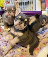 AKC Cooper, a male French Bulldog for sale in Taylorsville, NC – Photo 6 of 8