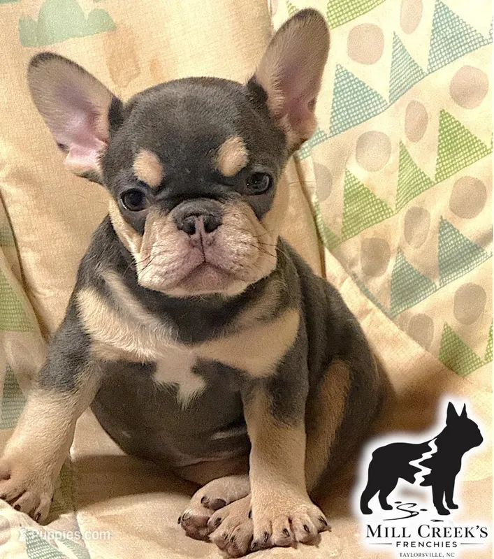 AKC Cooper – French Bulldog puppy for sale in Taylorsville, NC