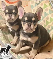 AKC Cooper, a male French Bulldog for sale in Taylorsville, NC – Photo 7 of 10
