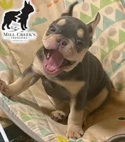 AKC Cooper, a male French Bulldog for sale in Taylorsville, NC – Photo 4 of 10