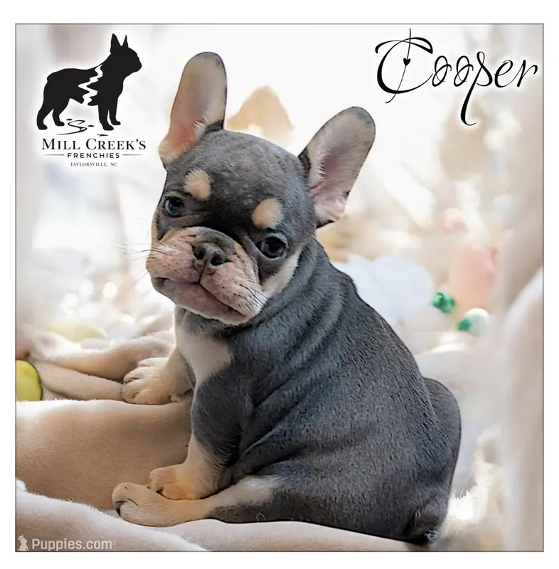 AKC Cooper – French Bulldog puppy for sale in Taylorsville, NC