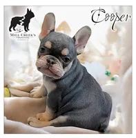 AKC Cooper, a male French Bulldog for sale in Taylorsville, NC – Photo 1 of 8
