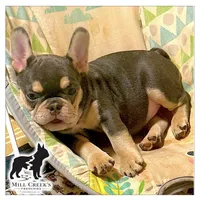 AKC Cooper, a male French Bulldog for sale in Taylorsville, NC – Photo 5 of 10