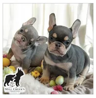 AKC Cooper, a male French Bulldog for sale in Taylorsville, NC – Photo 2 of 8