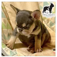AKC Cooper, a male French Bulldog for sale in Taylorsville, NC – Photo 3 of 10