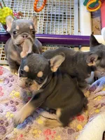 AKC Cooper, a male French Bulldog for sale in Taylorsville, NC – Photo 7 of 8