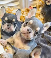 AKC Cooper, a male French Bulldog for sale in Taylorsville, NC – Photo 5 of 8