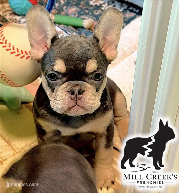 AKC Cooper – French Bulldog puppy for sale in Taylorsville, NC