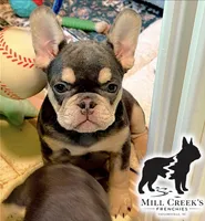 AKC Cooper, a male French Bulldog for sale in Taylorsville, NC – Photo 1 of 10