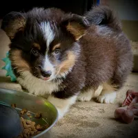 Magnum-fluffy BHT naturally tail, a male Pembroke Welsh Corgi for sale in Taylorsville, NC – 4 of 10