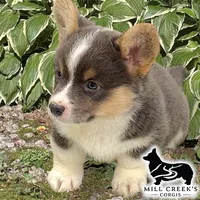 AKC Tinsley, full tail, a female Pembroke Welsh Corgi for sale in Taylorsville, NC – 4 of 6
