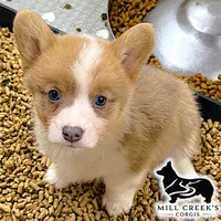 AKC Spice, Full Tail, a female Pembroke Welsh Corgi for sale in Taylorsville, NC – 2 of 10