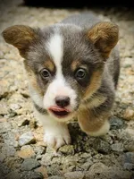 AKC Delilah, a female Pembroke Welsh Corgi for sale in Taylorsville, NC – 6 of 10