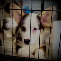 AKC Ruth, a female Pembroke Welsh Corgi for sale in Taylorsville, NC – 4 of 9