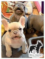 AKC Butters- lilac Fawn , a male French Bulldog for sale in Taylorsville, NC – Photo 4 of 5