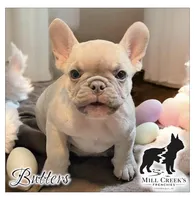 AKC Butters- lilac Fawn , a male French Bulldog for sale in Taylorsville, NC – Photo 1 of 5