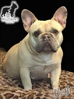 AKC Butters- lilac Fawn , a male French Bulldog for sale in Taylorsville, NC – Photo 5 of 5