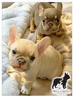 AKC Butters- lilac Fawn , a male French Bulldog for sale in Taylorsville, NC – Photo 2 of 5