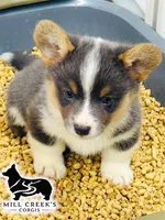 AKC Tinsley, full tail, a female Pembroke Welsh Corgi for sale in Taylorsville, NC – 2 of 6