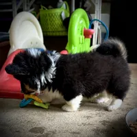 Magnum-fluffy BHT naturally tail, a male Pembroke Welsh Corgi for sale in Taylorsville, NC – 8 of 10