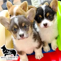 AKC Skyla, a female Pembroke Welsh Corgi for sale in Taylorsville, NC – 6 of 7