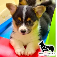 AKC Rollo, Full Tail, a male Pembroke Welsh Corgi for sale in Taylorsville, NC – 2 of 10