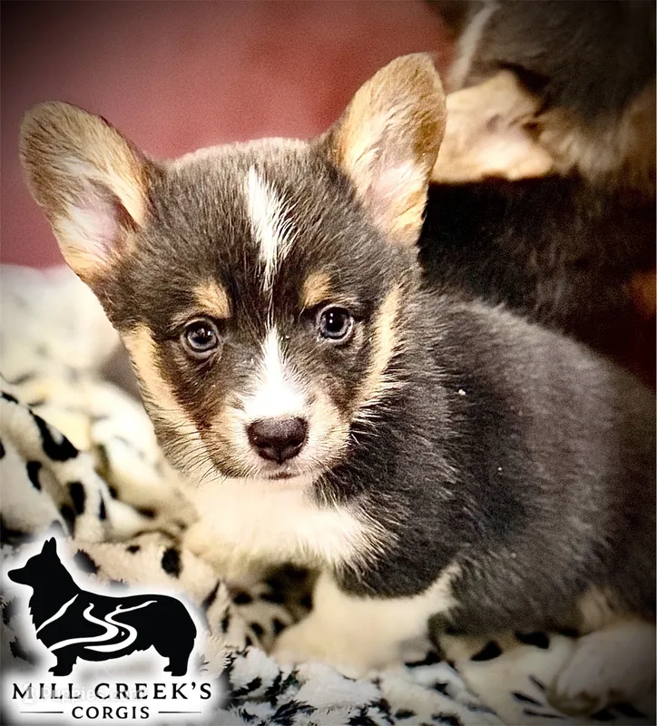 AKC Jasper – Pembroke Welsh Corgi puppy for sale in Taylorsville, NC