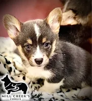 AKC Jasper, a male Pembroke Welsh Corgi for sale in Taylorsville, NC – 1 of 10