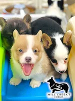 AKC Spice, Full Tail, a female Pembroke Welsh Corgi for sale in Taylorsville, NC – 5 of 10