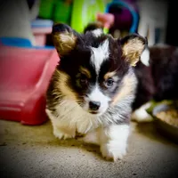 Zee-fluffy BHT girl, natural tail, a male Pembroke Welsh Corgi for sale in Taylorsville, NC – 4 of 9