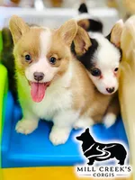 AKC Spice, Full Tail, a female Pembroke Welsh Corgi for sale in Taylorsville, NC – 1 of 10