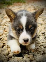AKC Delilah, a female Pembroke Welsh Corgi for sale in Taylorsville, NC – 4 of 10