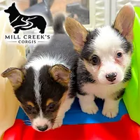 AKC Ruth, a male Pembroke Welsh Corgi for sale in Taylorsville, NC – 4 of 8