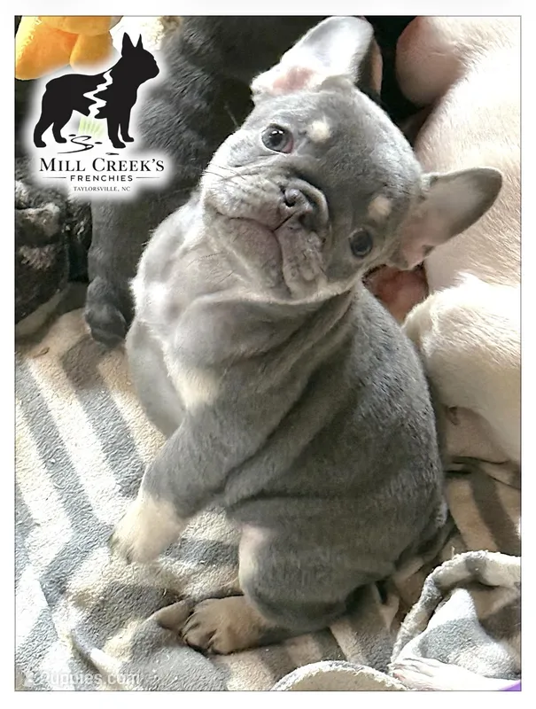 AKC Carlie-lilac & tan – French Bulldog puppy for sale in Taylorsville, NC