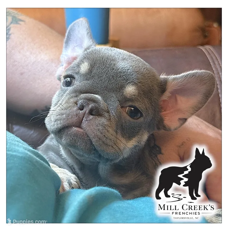 AKC Carlie-lilac & tan – French Bulldog puppy on hold in Taylorsville, NC