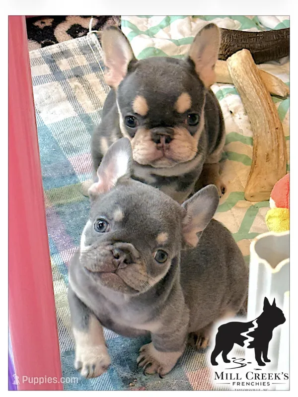 AKC Carlie lilac & tan – French Bulldog puppy for sale in Taylorsville, NC